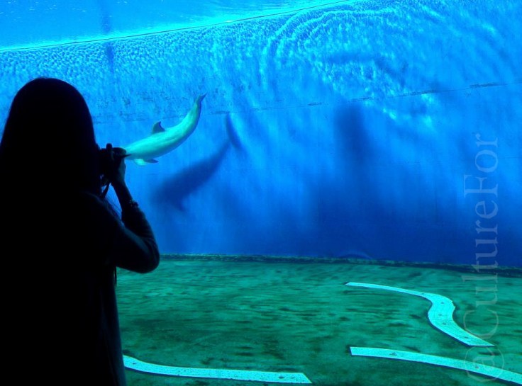 Acquario di Genova_www.culturefor.com-10