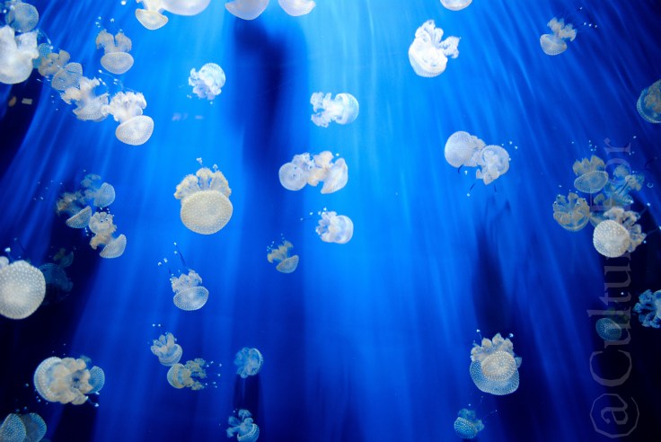 Acquario di Genova_www.culturefor.com-5