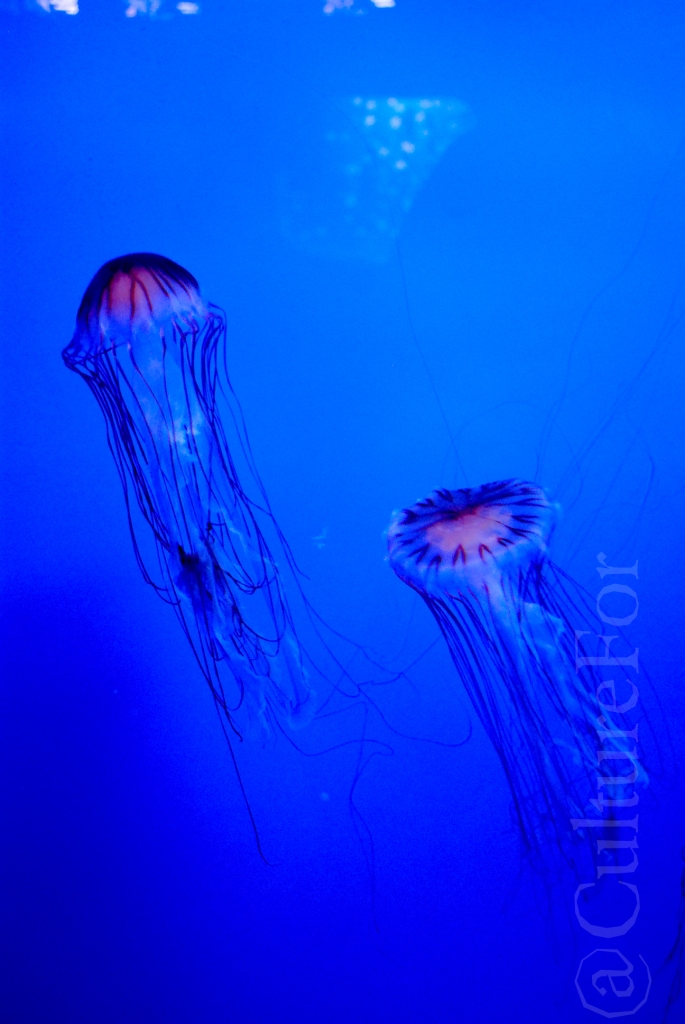 Acquario di Genova_www.culturefor.com-7