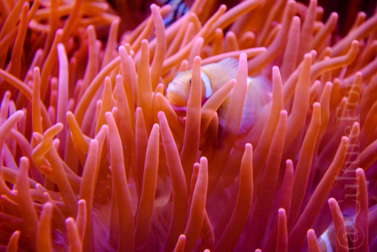 Acquario di Genova_www.culturefor.com-9