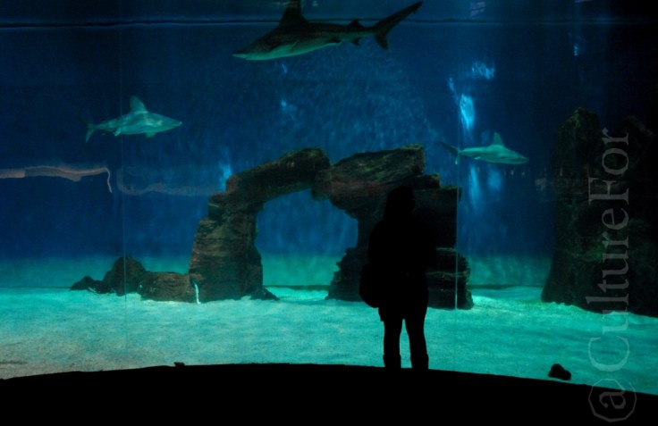 Acquario di Genova_www.culturefor.com