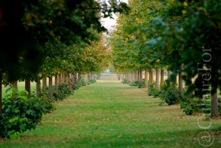 VillaReale di Monza_www.culturefor.com-3