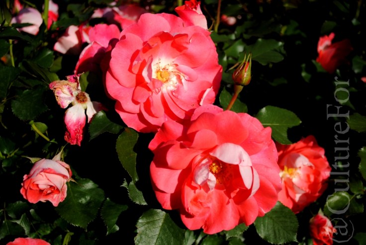 Il Roseto della Villa Reale @Monza_www.culturefor.com