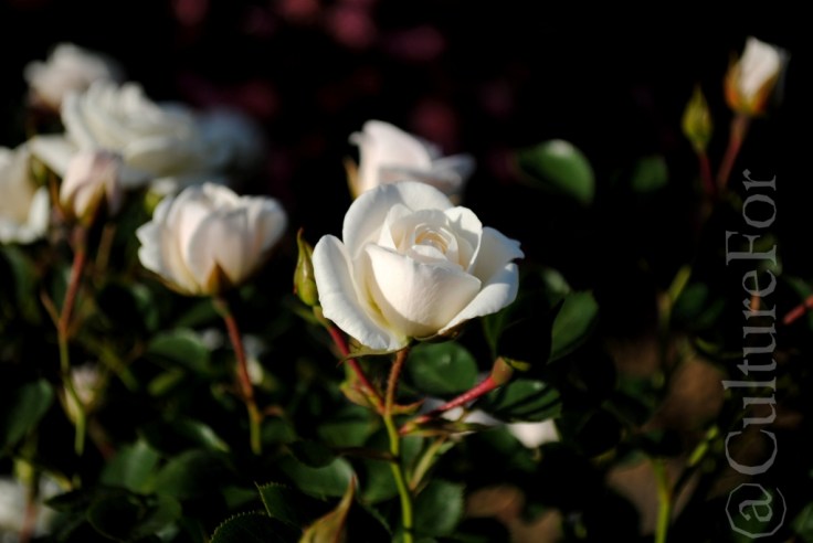 Il Roseto della Villa Reale @Monza_www.culturefor.com