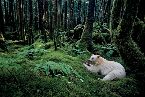 Kermode Bear