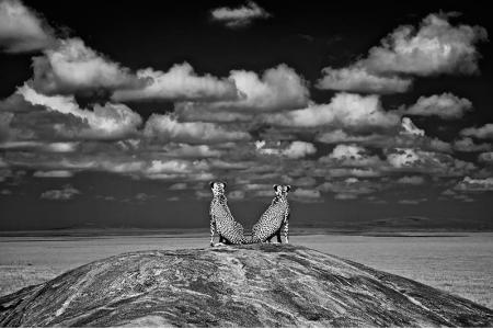 Charlie Hamilton James_Lookout for lions