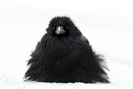 John E Marriott_Fluff Up