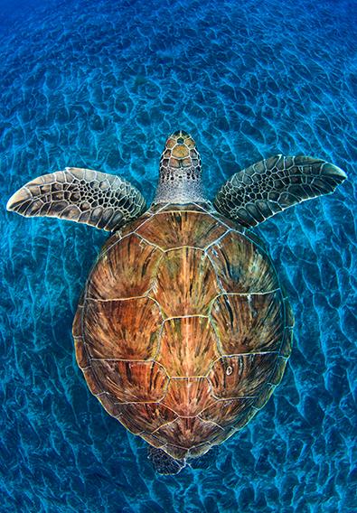 Jordi Chias_Turtle Gem