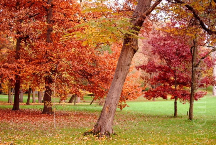 L'Autunno nei Giardini della Villa Reale di Monza _www.culturefor.com