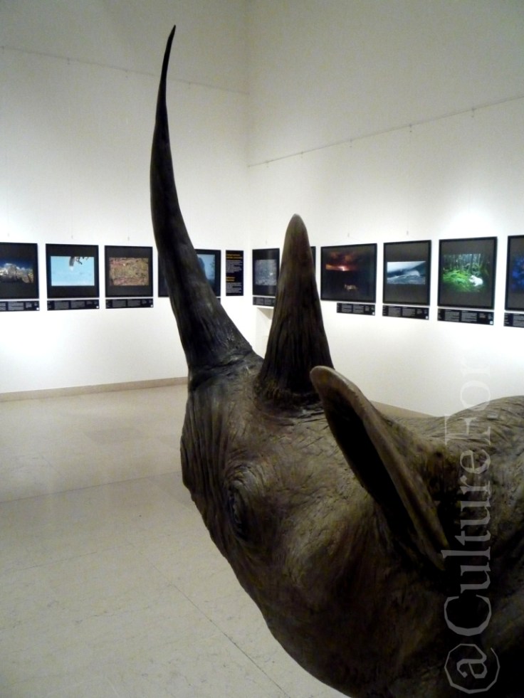 Wildlife Photographer of the Year 2013 @Museo Minguzzi _www.culturefor.com-2