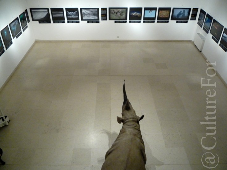 Wildlife Photographer of the Year 2013 @Museo Minguzzi _www.culturefor.com-3