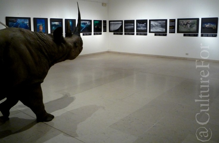 Wildlife Photographer of the Year 2013 @Museo Minguzzi _www.culturefor.com