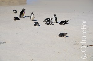 Boulders Beach @Simon's Town, Sudafrica_ www.culturefor.com