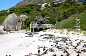 Boulders Beach @Simon's Town, Sudafrica_ www.culturefor.com