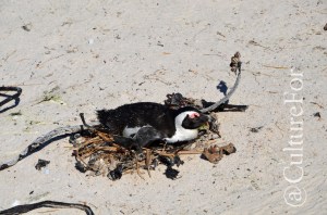 Boulders Beach @Simon's Town, Sudafrica_ www.culturefor.com