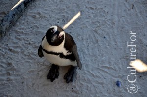 Boulders Beach @Simon's Town, Sudafrica_ www.culturefor.com