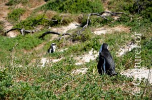 Boulders Beach @Simon's Town, Sudafrica_ www.culturefor.com