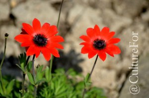 L'Orto Botanico Patrimonio dell'Unesco @Padova _ www.culturefor.com