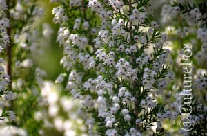 L'Orto Botanico Patrimonio dell'Unesco @Padova _ www.culturefor.com