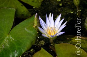 L'Orto Botanico Patrimonio dell'Unesco @Padova _ www.culturefor.com