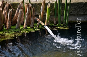 L'Orto Botanico Patrimonio dell'Unesco @Padova _ www.culturefor.com