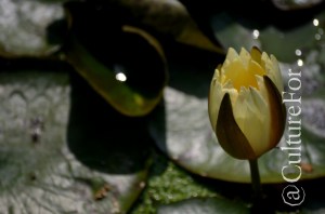 L'Orto Botanico Patrimonio dell'Unesco @Padova _ www.culturefor.com