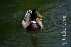 L'Orto Botanico Patrimonio dell'Unesco @Padova _ www.culturefor.com