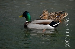 L'Orto Botanico Patrimonio dell'Unesco @Padova _ www.culturefor.com