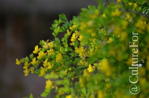 L'Orto Botanico Patrimonio dell'Unesco @Padova _ www.culturefor.com