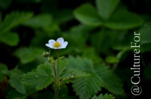 L'Orto Botanico Patrimonio dell'Unesco @Padova _ www.culturefor.com