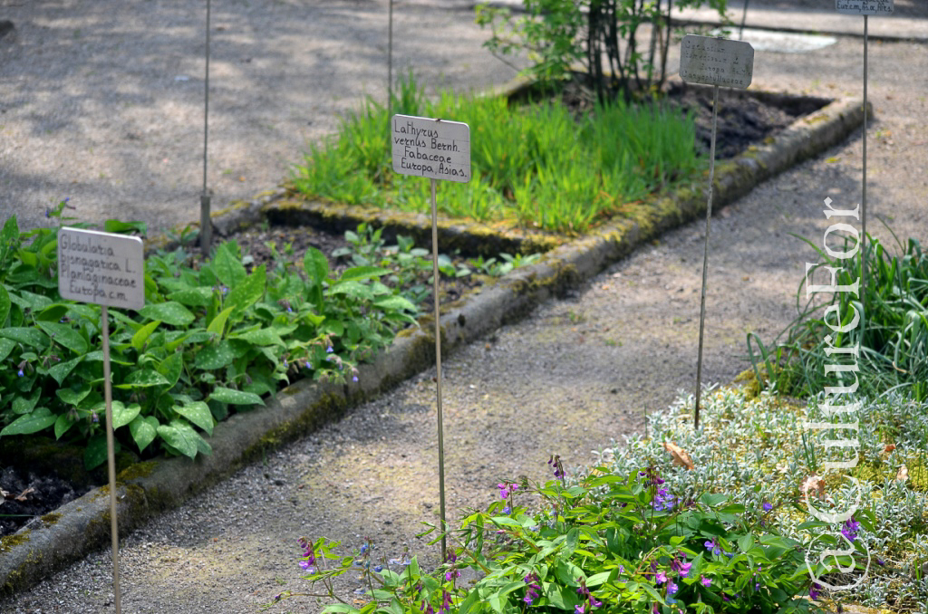 L'Orto Botanico Patrimonio dell'Unesco @Padova _ www.culturefor.com