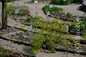 L'Orto Botanico Patrimonio dell'Unesco @Padova _ www.culturefor.com