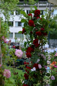 Orticola @Milano _ www.culturefor.com