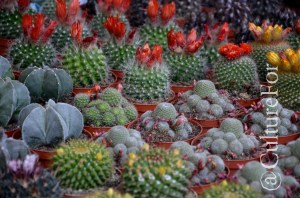 Orticola @Milano _ www.culturefor.com