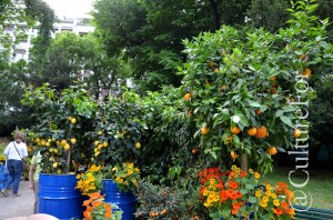 Orticola @Milano _ www.culturefor.com