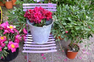 Orticola @Milano _ www.culturefor.com