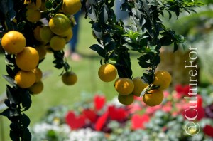 Il Festival degli Orti 2014 @Monza_ www.culturefor.com