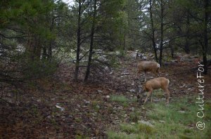Grand Canyon_www.culturefor.com