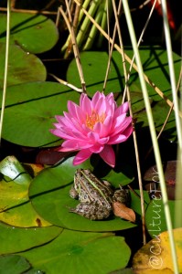Le Isole Borromee @Lago Maggiore _ www.culturefor.com
