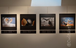 Wildlife Photographer of the Year 2014 @Museo Minguzzi, Milano_ www.culturefor.com