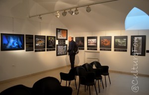 Wildlife Photographer of the Year 2014 @Museo Minguzzi, Milano_ www.culturefor.com