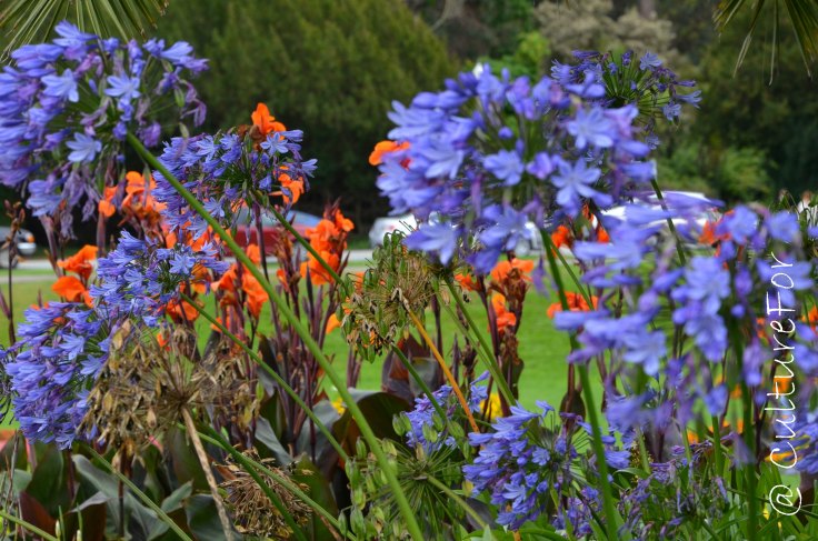 Conservatory of Flowers_www.culturefor.com