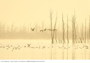 02 _Leon Bohlmann_Gru nell'aurora_Wildlife Photographer of the Year 2014