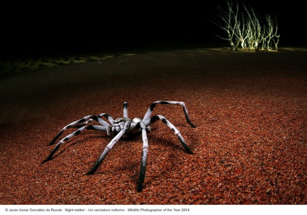 Javier Aznar Gonzalez Rueda_Un cacciatore notturno_Wildlife Photographer of the Year 2014