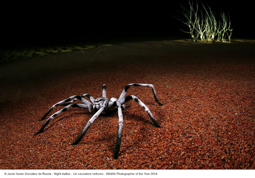 Javier Aznar Gonzalez Rueda_Un cacciatore notturno_Wildlife Photographer of the Year 2014