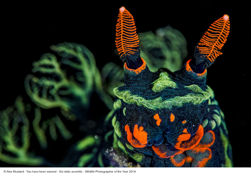 Alex Mustard_Sei stato avvertito_Wildlife Photographer of the Year 2014