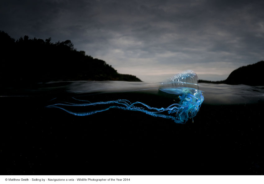 Matthew Smith_Navigazione a vela_Wildlife Photographer of the Year 2014
