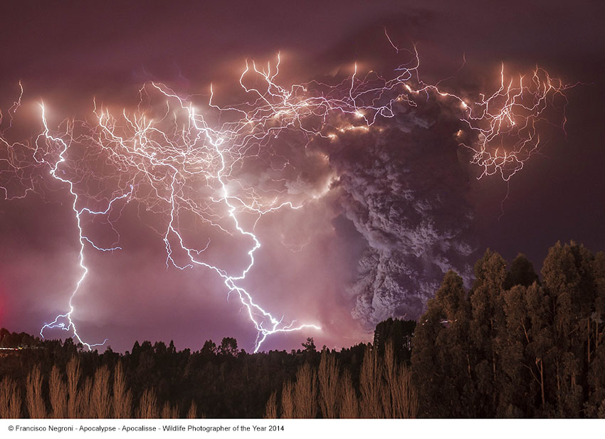 Francisco Negroni_Apocalisse_Wildlife Photographer of the Year 2014