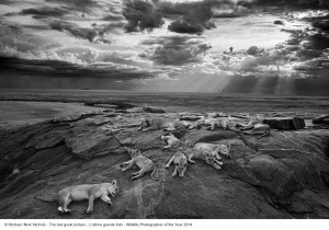 Michael "Nick" Nichols_L'ultima grande foto_Wildlife Photographer of the Year 2014