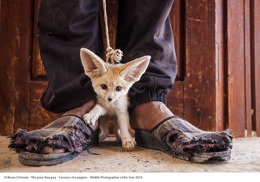 Bruno D’Amicis_Il prezzo che pagano_Wildlife Photographer of the Year 2014